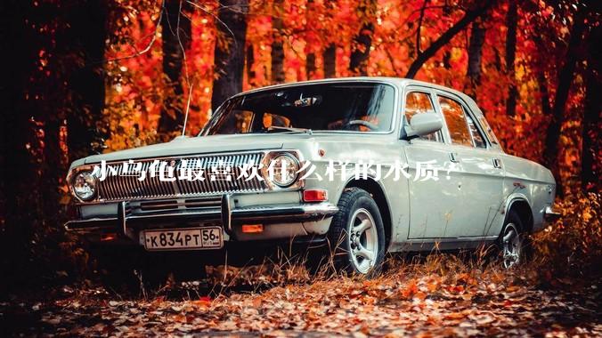 小乌龟最喜欢什么样的水质？