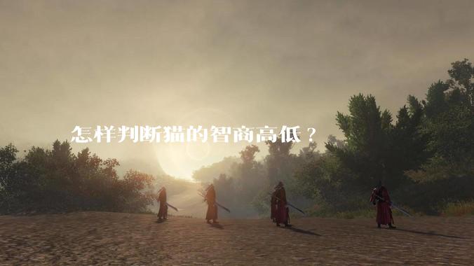 怎样判断猫的智商高低?